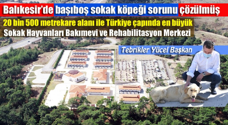 Başıboş Sokak Köpekleri Sorunu Balıkesir’de Çözüme Kavuşmuş Tebrikler Yücel Başkan