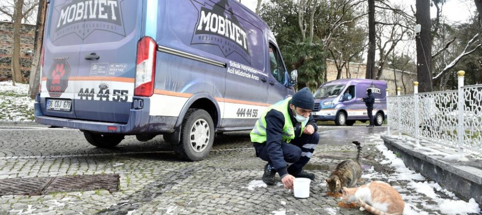 Beşiktaş Belediyesi kar yağışında sokak hayvanlarını unutmadı