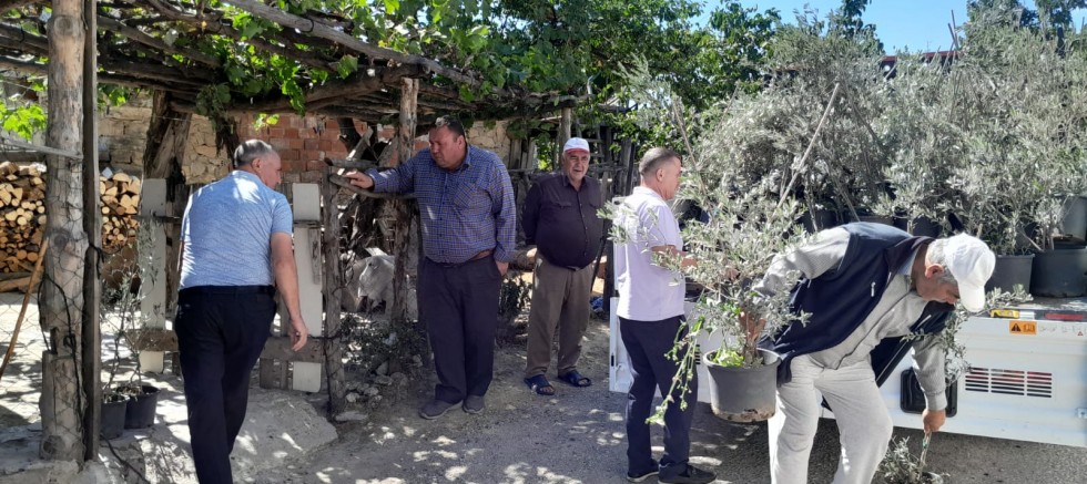 EDREMİT’TEN ÇANAKKALE’YE 250 ZEYTİN FİDANI