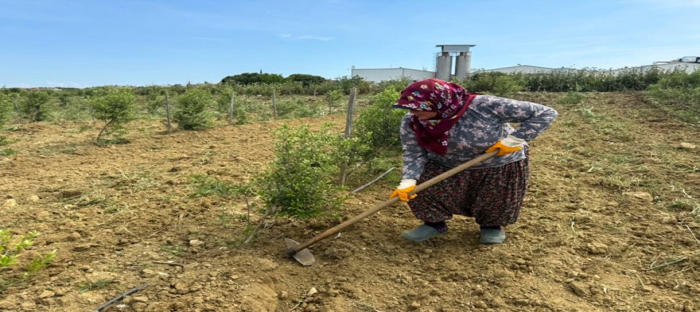 Silivri Belediyesi, Tarımsal Hizmet Müdürlüğü’nde bulunan zeytinlikte bakım çalışmaları gerçekleştirdi