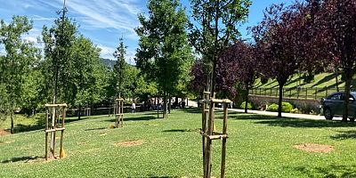 İBB, PARK VE BAHÇELERE MEYVE AĞAÇLARI DİKİYOR