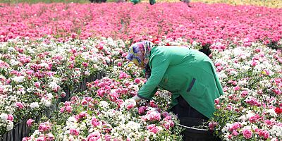 İSTANBUL 33 ÇEŞİT GÜLLE RENKLENECEK