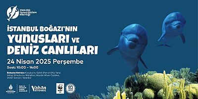 İSTANBUL BOĞAZI YUNUS GÖZLEM ETKİNLİKLERİ BAŞLIYOR