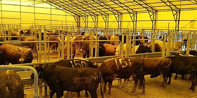 İSTANBUL KURBAN BAYRAMINA HAZIR