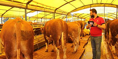 İSTANBUL KURBAN BAYRAMINA HAZIRLANIYOR 