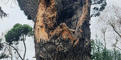 KADIKÖY’DEKİ HASTA AĞAÇLARIN YERİNE YENİLERİ DİKİLECEK