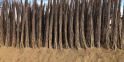 Sağlıklı Verim İçin Doğru Ceviz Fidanı Seçimi