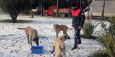 Silivri Belediyesi, Can Dostlarımızı Soğuk Kış Günlerinde Yalnız Bırakmıyor!