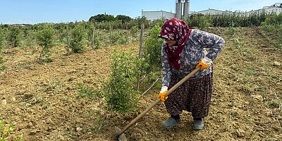Silivri Belediyesi, Tarımsal Hizmet Müdürlüğü’nde bulunan zeytinlikte bakım çalışmaları gerçekleştirdi