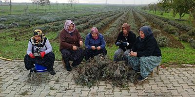 Silivri Belediyesi Tarımsal Üretim çalışmalarına devam ediyor