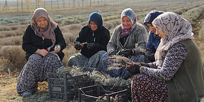 Silivri Belediyesi TÜRAM’da Lavanta Çelik Alımları Başladı!